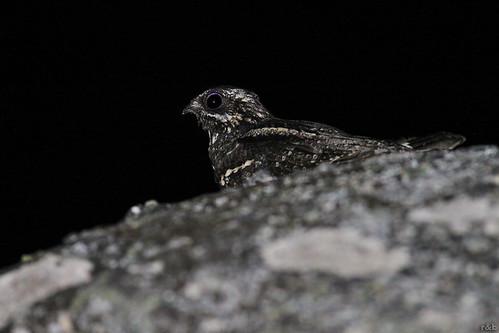 Noitibó da Europa (Caprimulgus europaeus)
