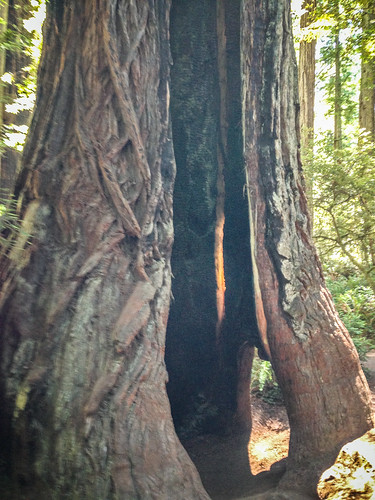 Redwoods and Elk-053