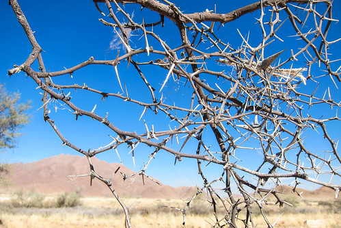 The thorn tree, the cyclist's arch enemy in Namibia