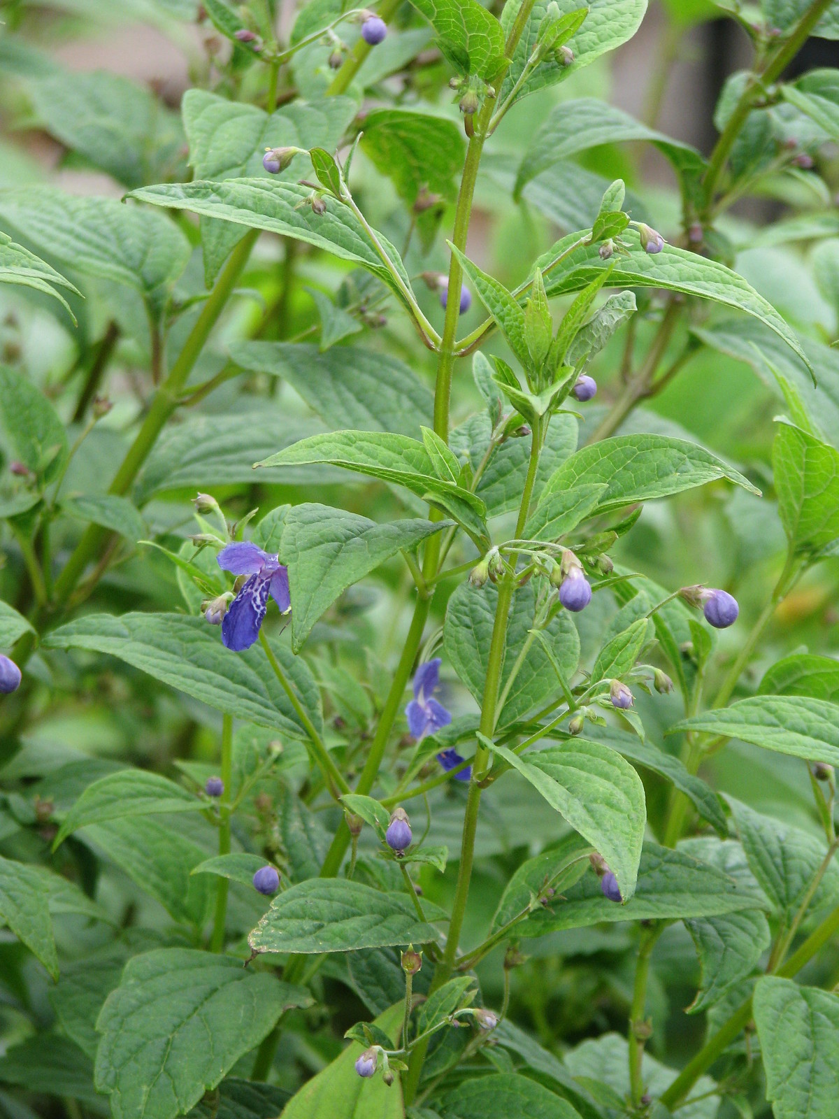 Caryopteris divaricata