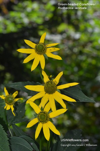 Green-headed Coneflower on Mt. Mitchell