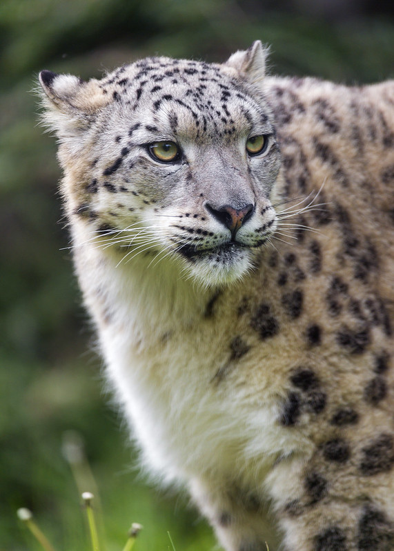 Snow leopardess looking at the side, not too happy