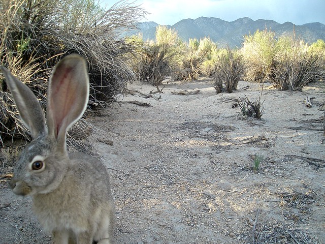 black-tailed jackrabbit