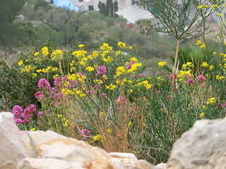 wilde Blüten in Alicante, Schatten des Himmels in Spanien 3876