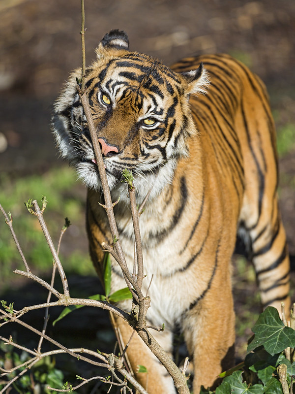 Tigress and branch III