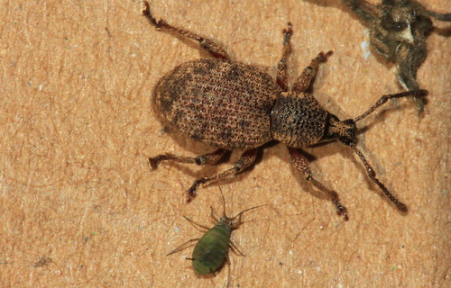 Clay Coloured Weevil 29171