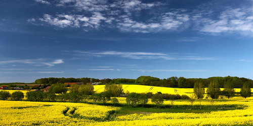 sky flower field yellow germany landscapes rostock canola natureandlandscapes