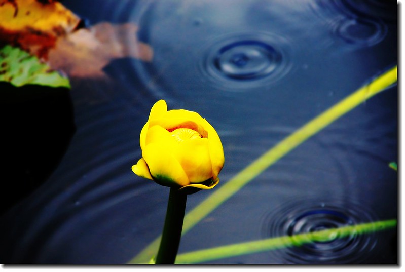 Yellow Pond Lily 2