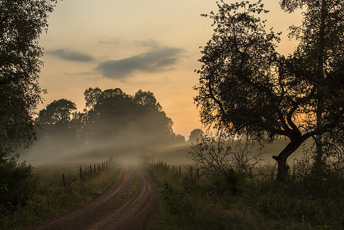 road trees sunset summer sky mist nature fog sweden meadows halland