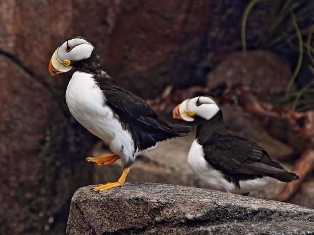 Horned Puffins Sealife Ctr 20140620