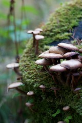 Eighe Wild Mushrooms