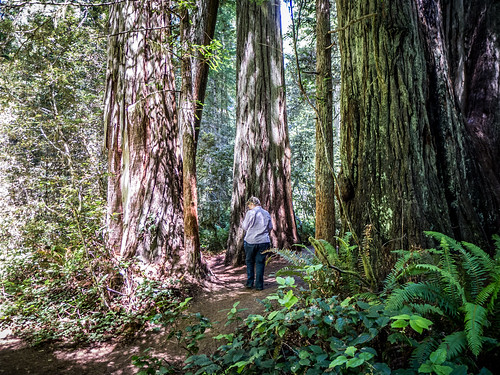 Redwoods and Elk-084