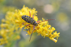 Locust Borer (Megacyllene robiniae)