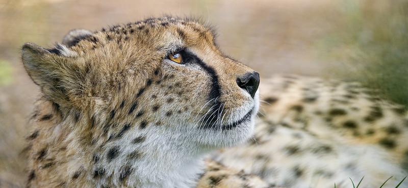 Cheetah looking upwards