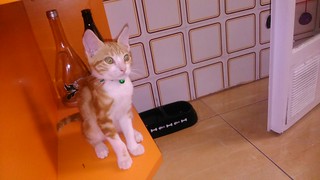 Carmel, gatito naranja y blanco tímido y juguetón nacido en Junio´14 en adopción. Valencia. ADOPTADO. 15051319455_e77b2cb666_n