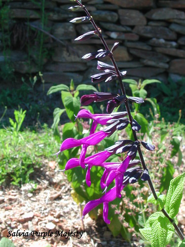 Salvia 'Purple Majesty'