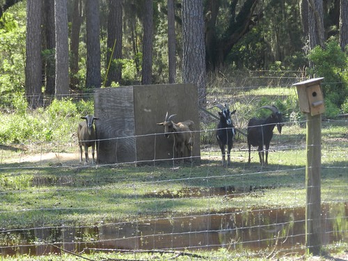 One of the small goat operations found on Sapelo Island. NRCS photo.