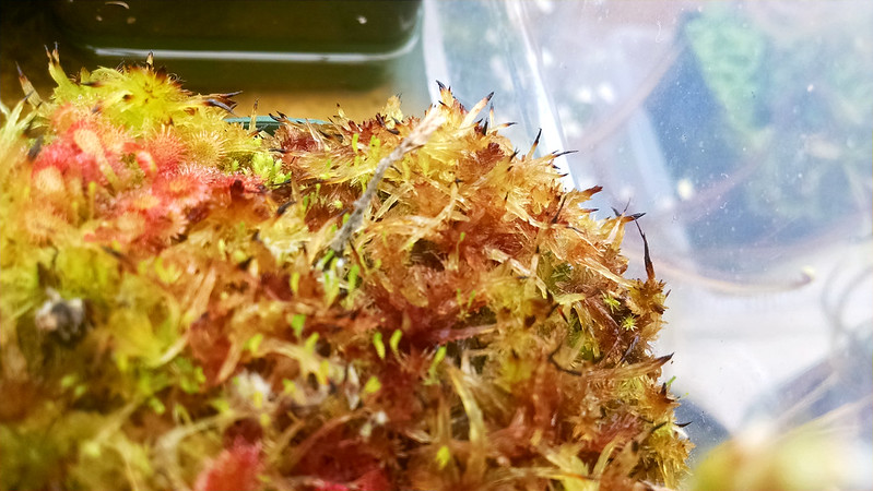 Beautiful Sphagnum moss