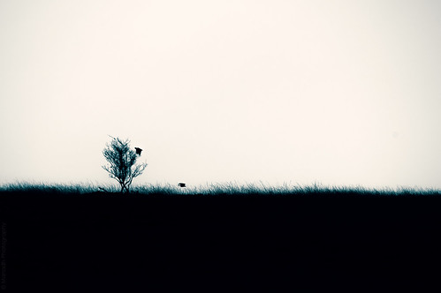 The birds and the lone tree