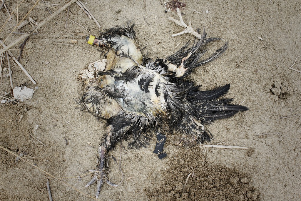 在國聖埔沙灘發現被塑膠環套住的鳥