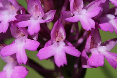 Pyramidal Orchid - Anacamptis pyramidalis