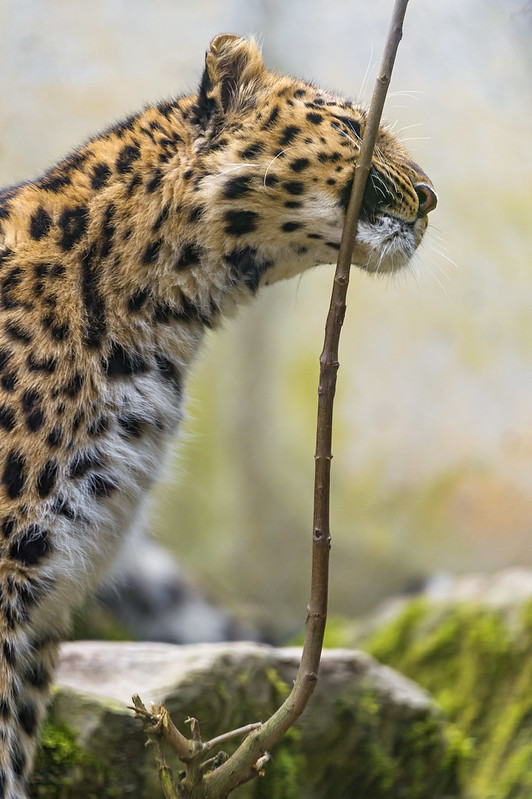 Marking Amur leopard
