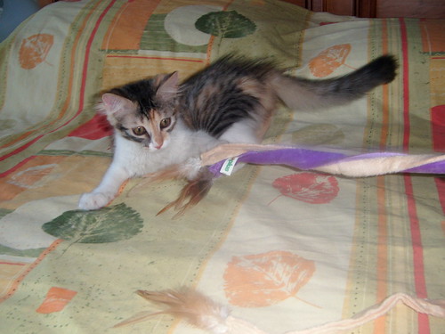 Triana, preciosa gatita tricolor de pelo semilargo mimosona, nacida en Abril´14 busca hogar. Valencia. ADOPTADA. 14468188260_e4aefb9d28