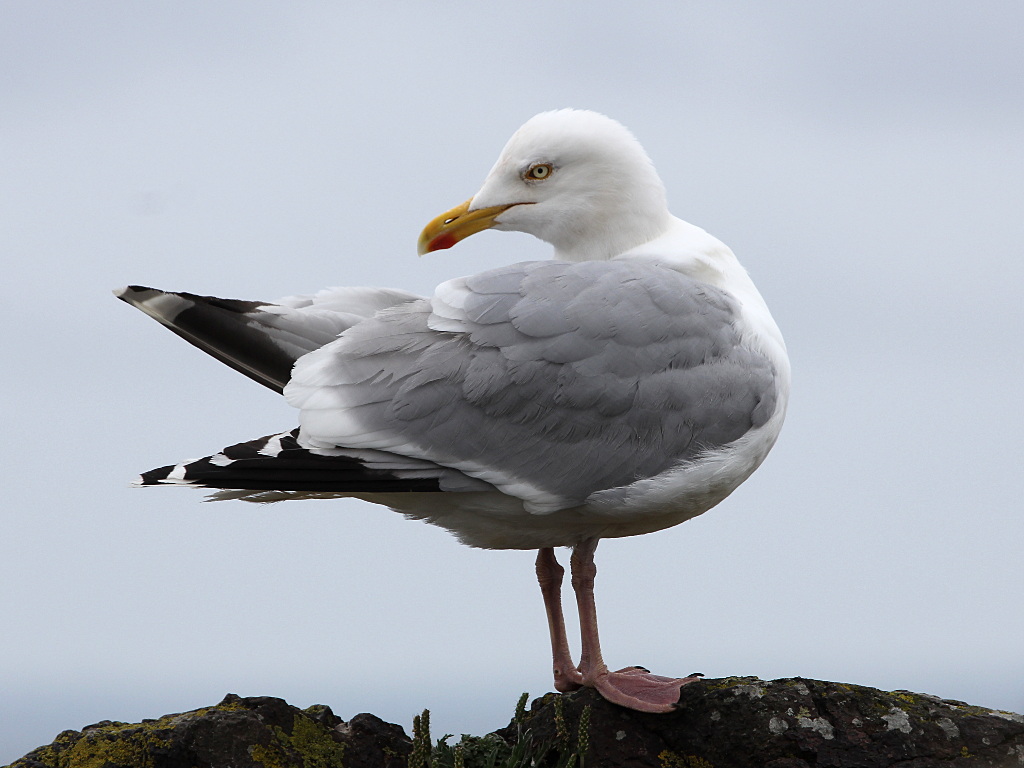 Photograph titled 'Herring Gull'