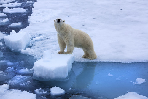 Polar bear standing on ice floe surrounded by water