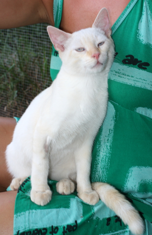 Irving, gatito Siamés Cream Point cariñosón nacido en Marzo´14 en adopción. Valencia. ADOPTADO. 14699735990_cb81b4125c_c
