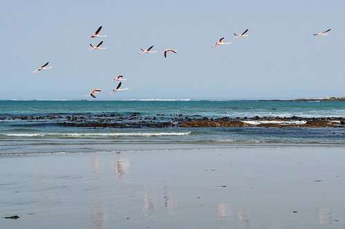 Flamingos taking off at Grossebucht, Namibia