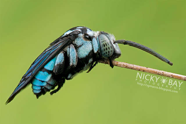 Cuckoo Bee (Thyreus sp.) - DSC_0232
