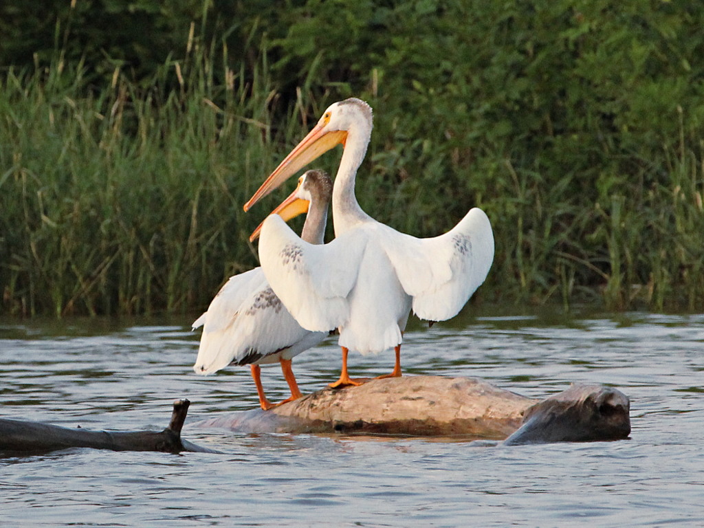 Photograph titled 'American White Pelican'