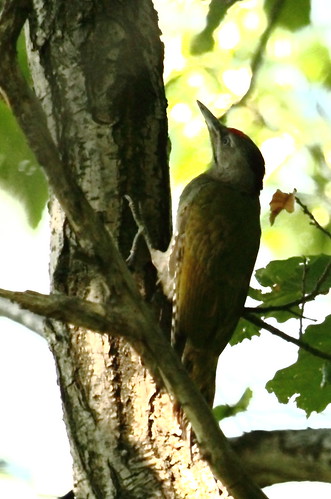 canon birdwatcher wonderfulworld picuscanus greyheadedwoodpecker eos7d hganimalsonly thephotographyblog
