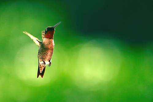 male hummingbird ruby redthroated