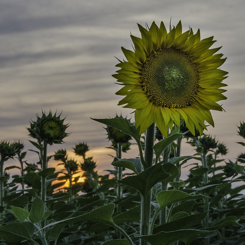 sunset minnesota sunflower