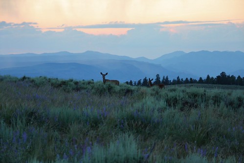 grass twilight colorado deer gunnison