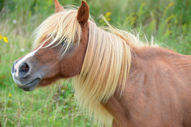 Wild Pony at Grayson Highlands State Park longer mane, mare