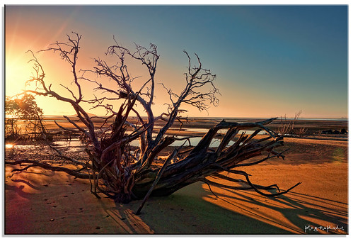 sunset tree silhouette sunrise sand shadows branches driftwood queensland mackay tidal hdr tidalflat fotografdude sonyrx100