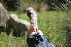 Maribou stork at Branfere