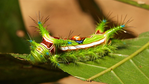 china macro green cup insect prime moth lepidoptera caterpillar optimus slug yunnan nettle larva optimusprime stinging limacodidae tumblr itchydogimages sinobug