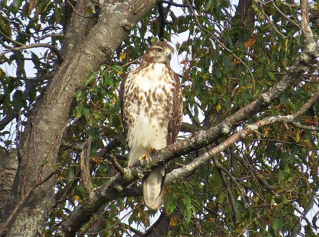 Red-tailed Hawk at Ewing Park in Normal, IL 01