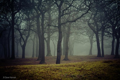 trees winter fog dark scotland falkirk bonnybridge