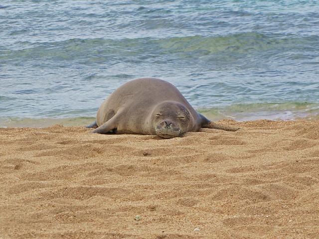 cute monk seal