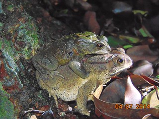Common Indian Toad Mating