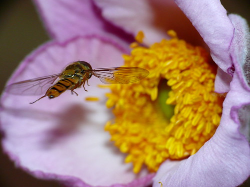 summer flower macro insect flying sunny anenome hoverfly meandmycamera