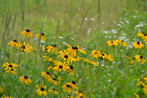 Field of Wildflowers