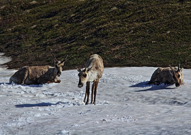 Caribou cows 20140622