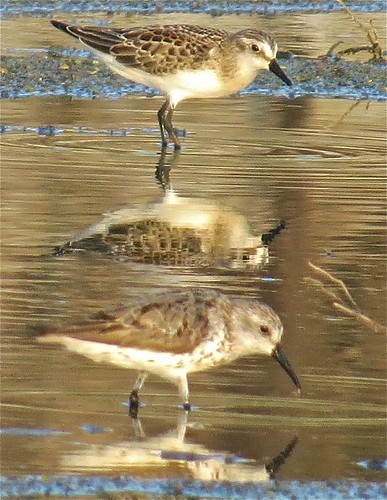 Semipalmated and Western Sandpipers at El Paso Sewage Treatment Center in Woodford County, IL 09