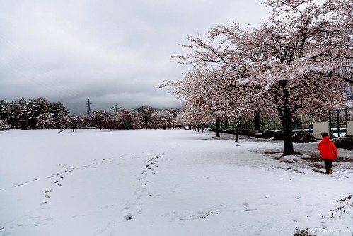 flowers people snow japan canon cherry landscape eos blossom sakura nagano naganoprefecture miyota fujivelvia100 ef24105mmf4lisusm kitasakudistrict vsco 5dmarkiii